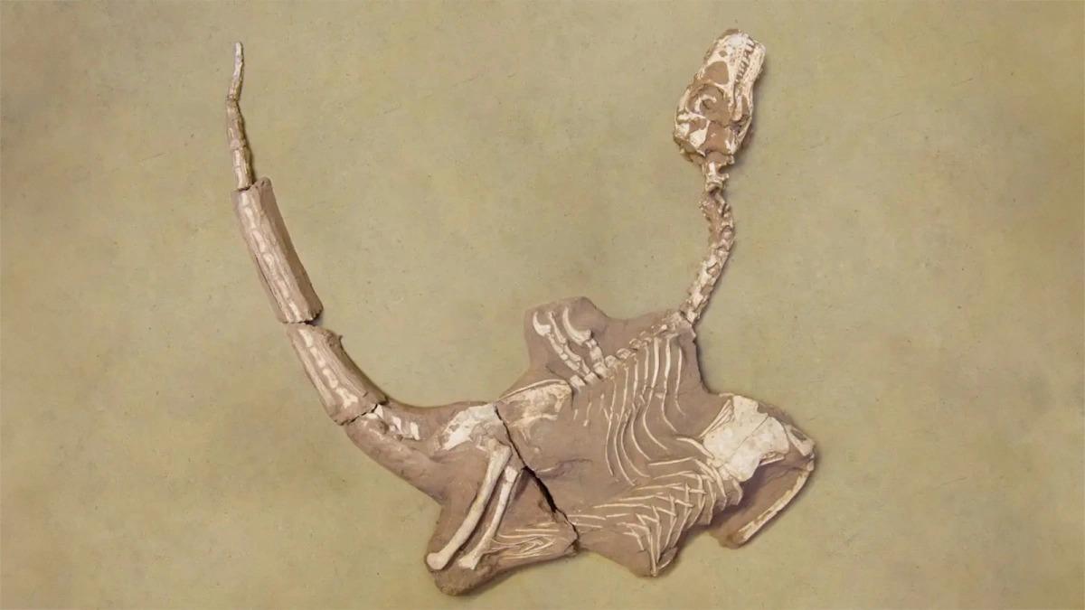 Alymlar äpet penjeli guşa meňzeş dinozawryň täze görnüşini tapdylar